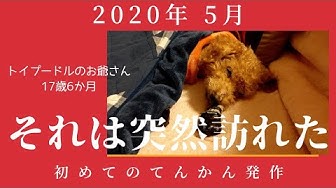 犬のてんかん Youtube 犬のてんかん Youtube