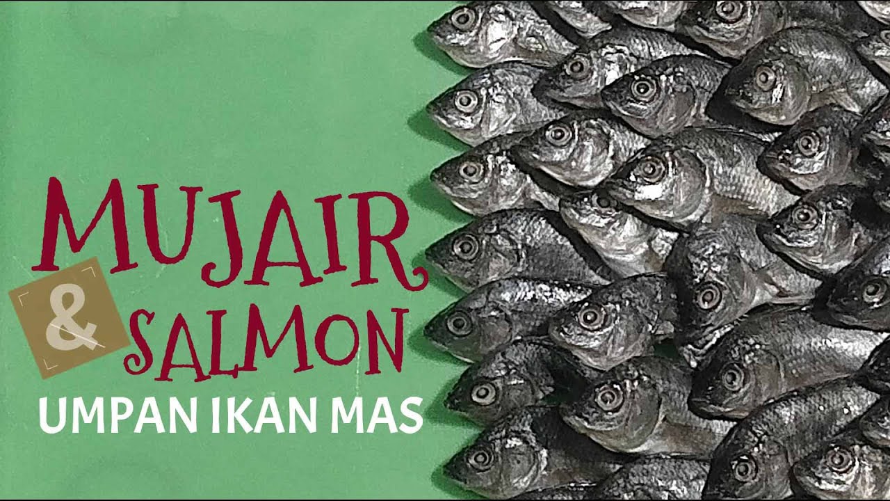 Mujair Salmon Djempol, Umpan Ikan Mas 