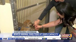 Rivco Animal Shelters At 220 Capacity Put Out Urgent Call To Action For Adopters