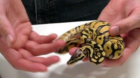 Pastel / Super Pastel Ball Python