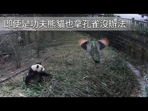 《熊貓早晚安》即使是功夫熊貓也拿孔雀沒辦法 | iPanda