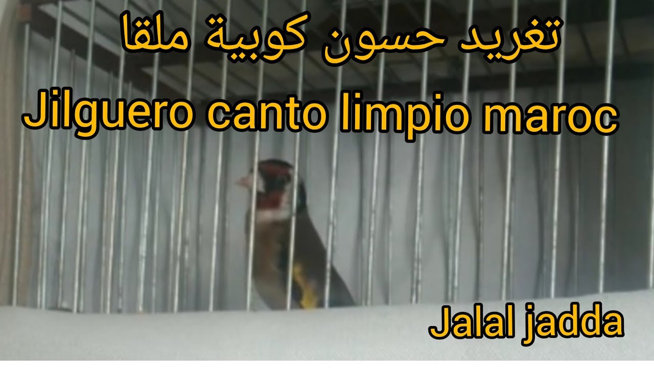 حسون كوبية ملقا jilguero canto limpio maroc 100% jalal jadda