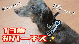 シニア犬ダックス初めてのウェアハーネス体験談！ハーネスと首輪どっちがいい？