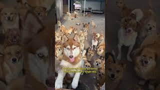 They are so sweet, how could people leave them behind? #cute #viralvideo #viralshorts #fyp #dog