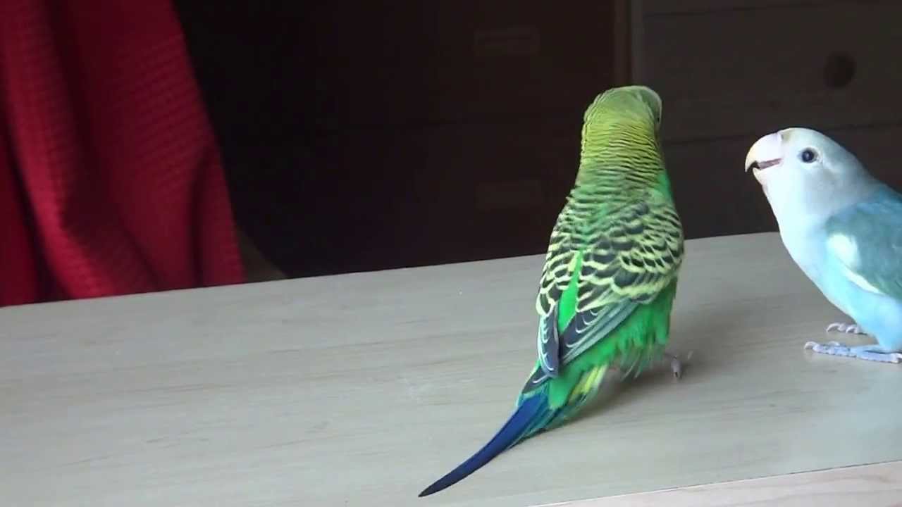 セキセイインコのレモンと子桜インコのくうを一緒に放鳥 Youtube セキセイインコのレモンと子桜インコのくうを一緒に放鳥 Youtube
