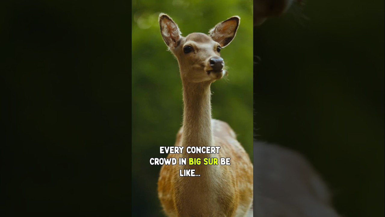 This has to be the best concert crowd out there 🦦