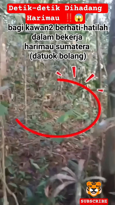 Detik-detik Dihadang Harimau G4n4s ‼️😱 #shrots #harimau #tiger #animals