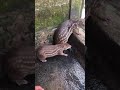 Guaguas guatines en Colombia Antioquia