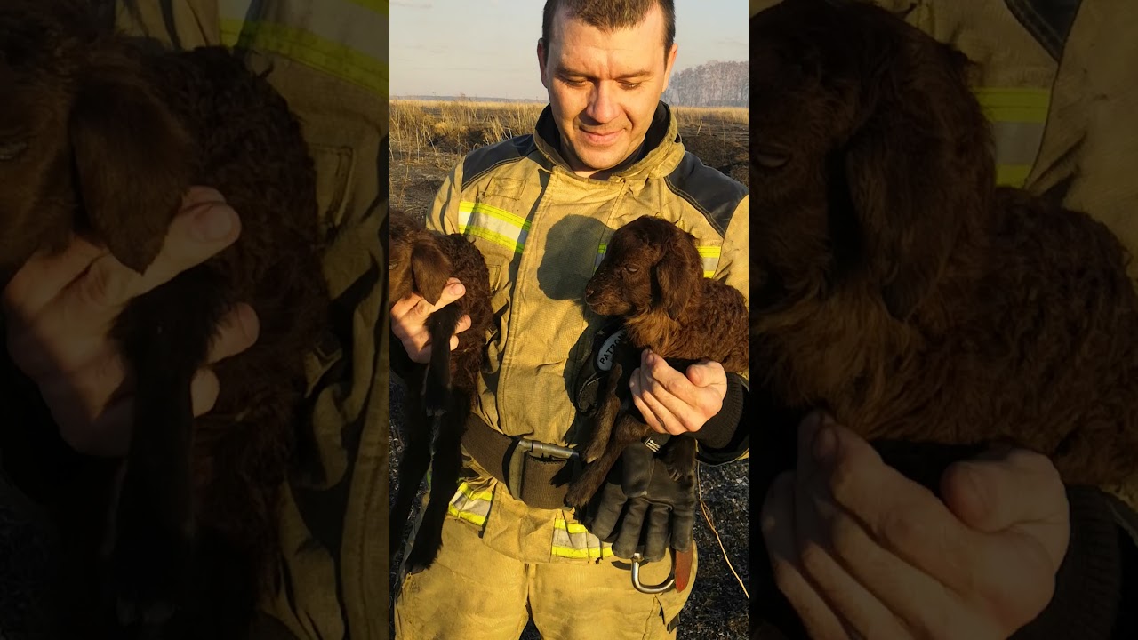 Ягнята спаслись из огня. - YouTube