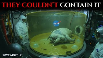 NASA confirmed: the “living object” found in Antarctica was not from this world