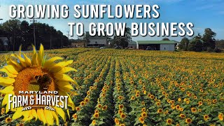 How Growing Sunflowers Helped Grow a Local Business  |  MD F&H