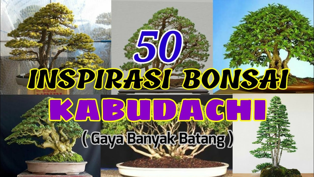 Inspirasi Bonsai Kabudachi ( Gaya Banyak Batang / Multi Trunk )