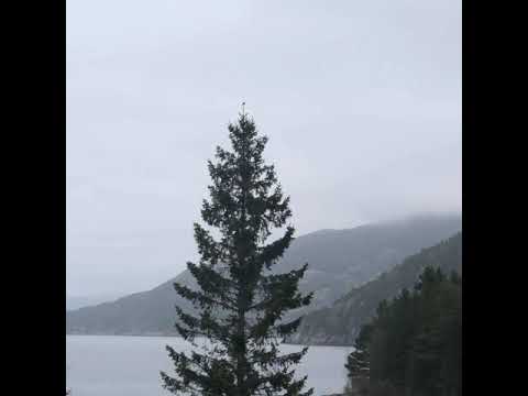 Måltrost - YouTube