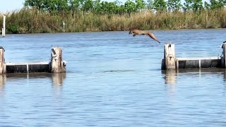 Bobcat Makes Insanely Long Jump Look Easy