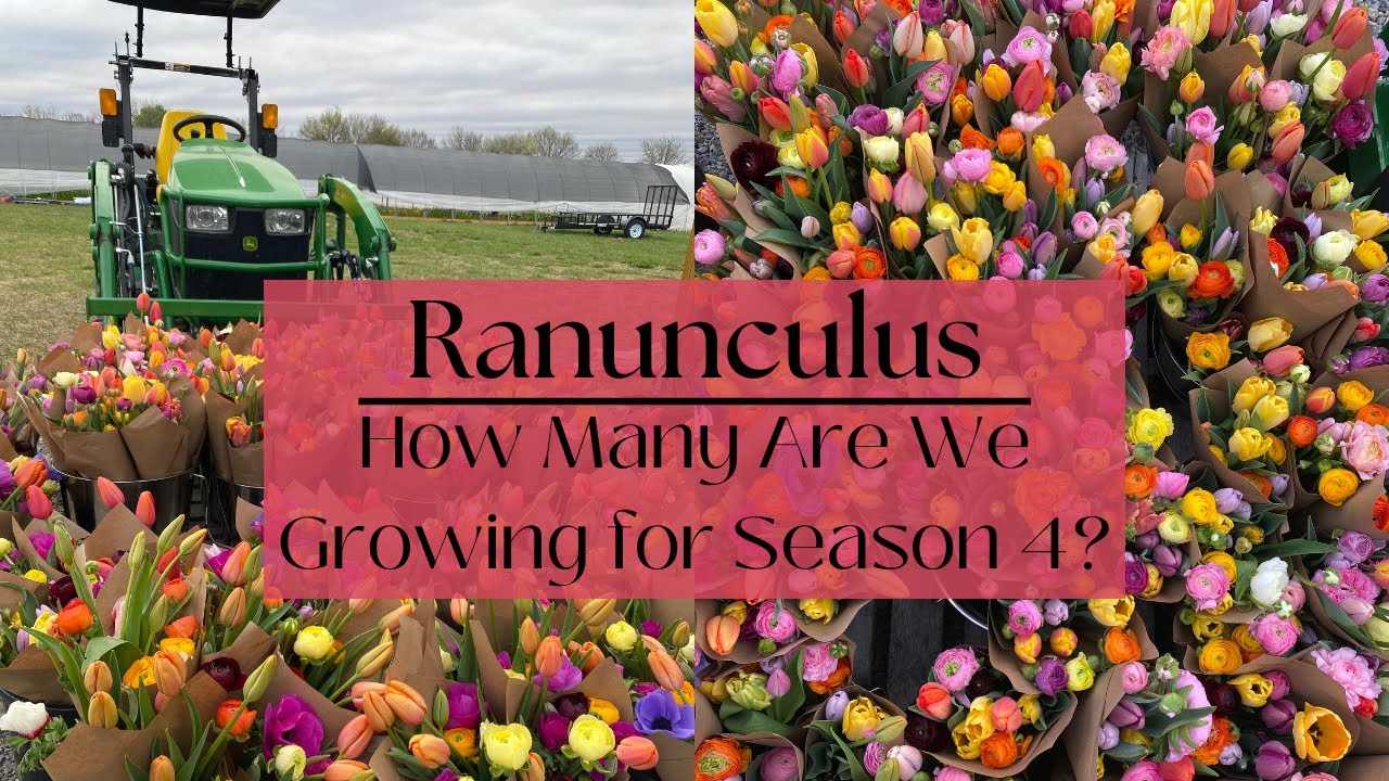 Самый ПРИБЫЛЬНЫЙ весенний цветок (и как его вырастить)