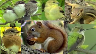 Entertainment Videos For Cats and Dogs To Watch - Chipmunks, Squirrel and Bird Fun
