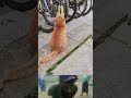 Someone said this cat owns the repair shop 🤣 | Animal fight video | #wildlife #shorts
