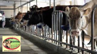 Raw Milk Farm - Eastleigh Farm - Framingham, MA, 01701 - Community Supported Agriculture (CSA)