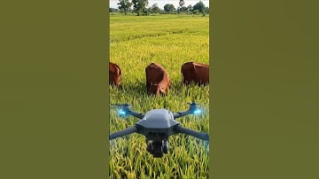 Funny Drones Chasing Cows in Rice Fields #dji #drone #short #shorts