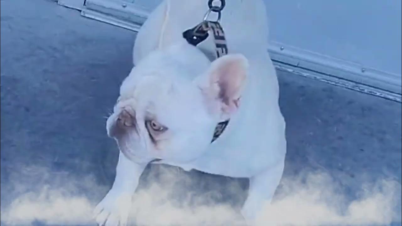 Ghost Town Frenchies...House Of Imports micro frenchie breeding. YouTube