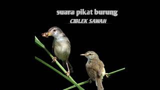 suara pikat burung ciblek sawah, ini yang di cari\