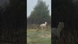 Bless his sweet simple heart