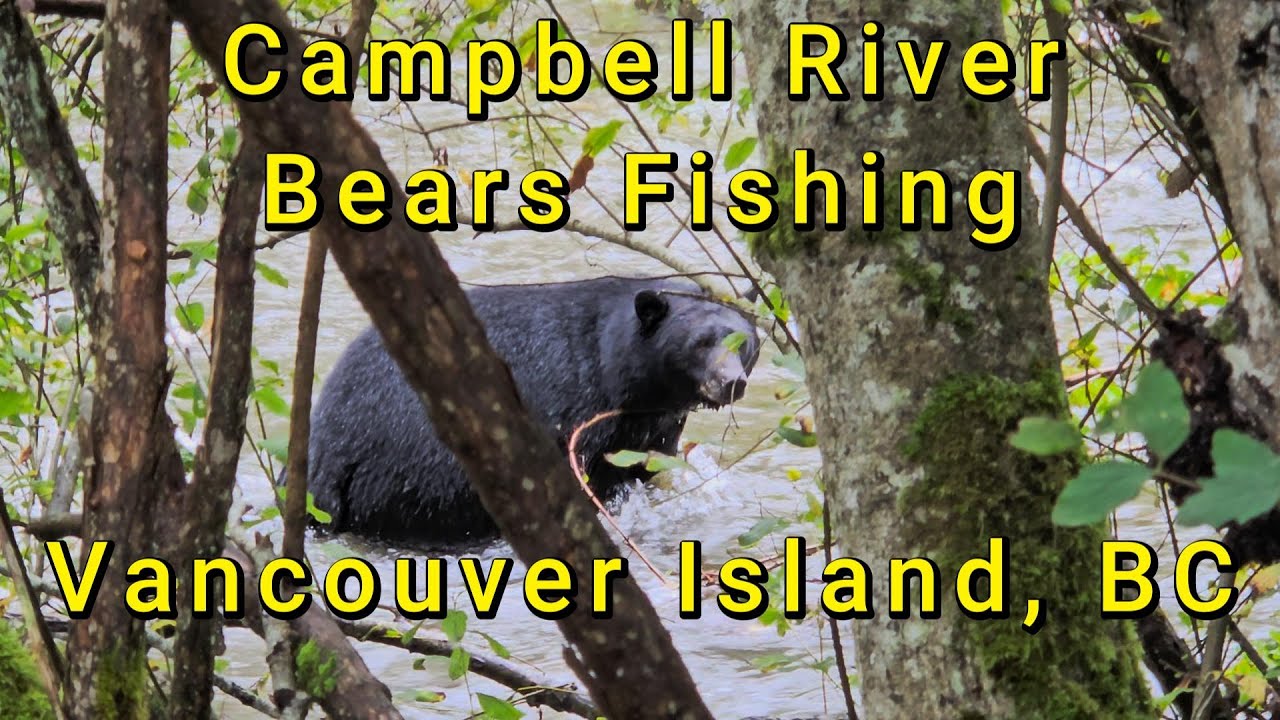 Рыбалка на медведя во время нереста лосося | Встреча с дикими животными на реке Кинсам