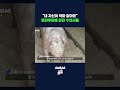 직접 죽인 돼지들을 잊지 못하고 살아가는 사람들 #살처분 #shorts #스브스뉴스