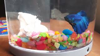 My Fish Aquarium । Betta Fish । Blue Fish | Nemo screenshot 5