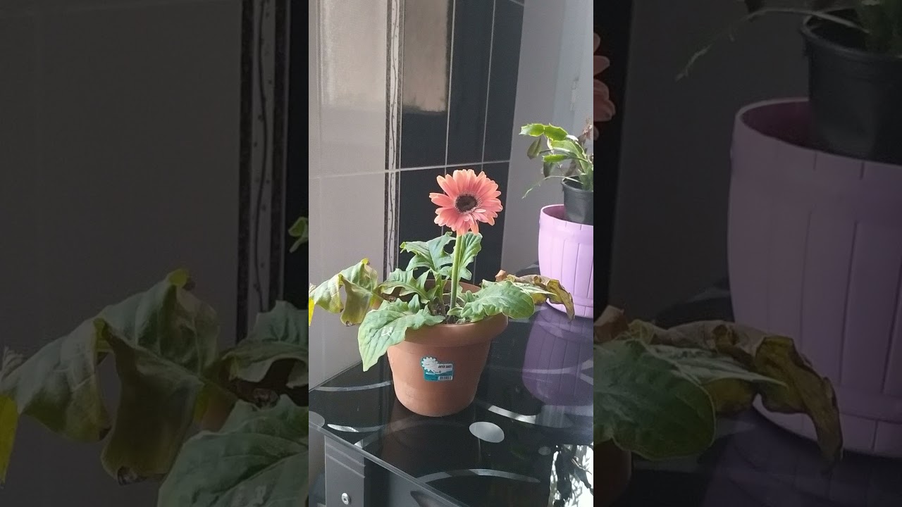 Gerbera çiçeği tanitimi 🌿