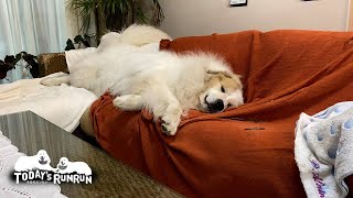 ソファを独り占めしてご満悦のアランです　Great Pyrenees　グレートピレニーズ