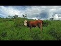 Vacas en realidad virtual | VR experience #102