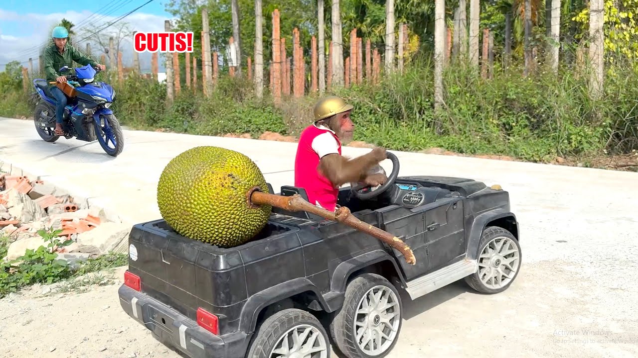 Too Funny! CUTIS’ Reaction When Dad Says NO to Selling Jackfruit in a Supercar