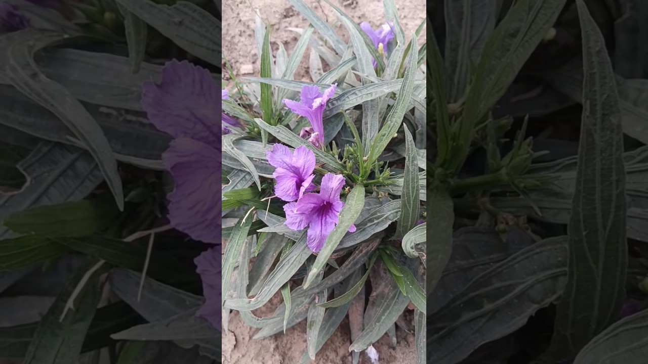 Mexican petunia grow and care tips