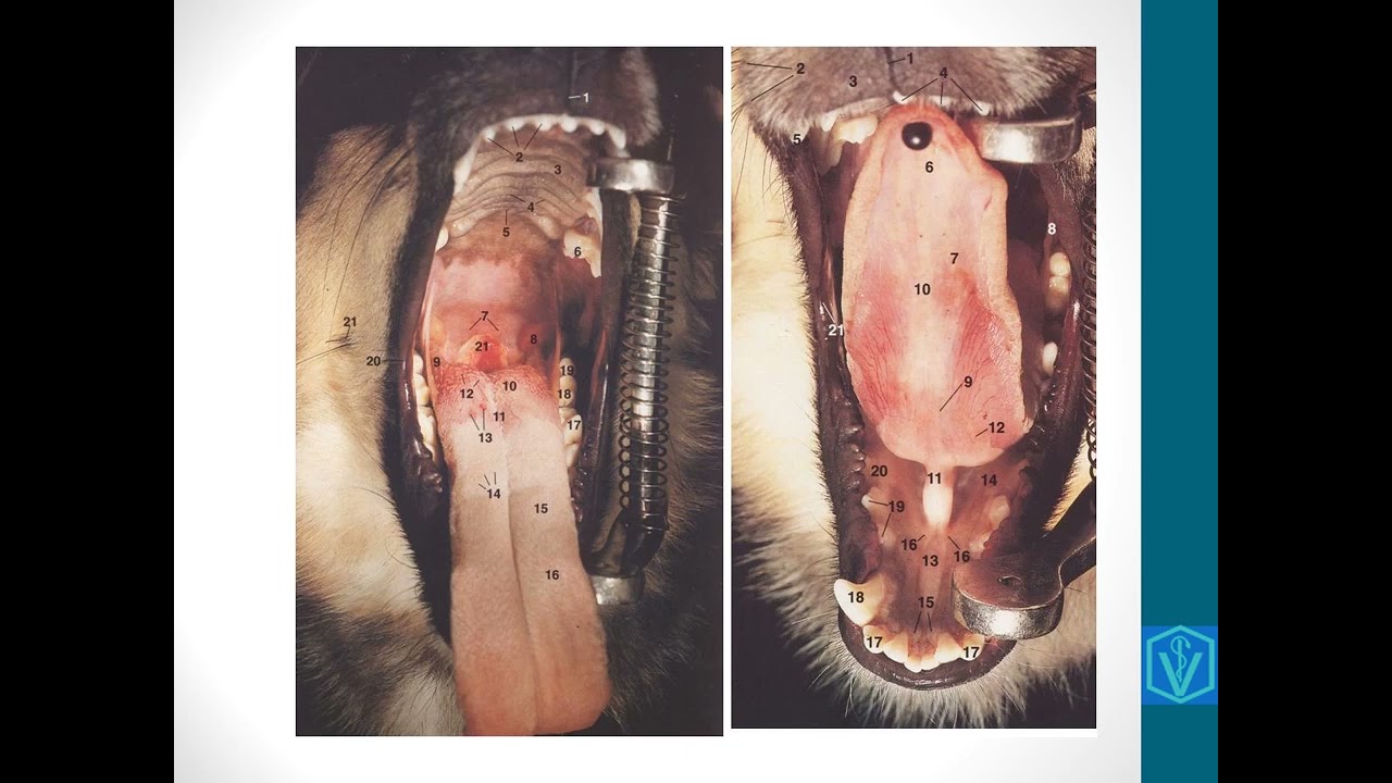 Anatomia do sistema digestório - parte 03 #medicinaveterinária #anatomiaveterinaria #digestório