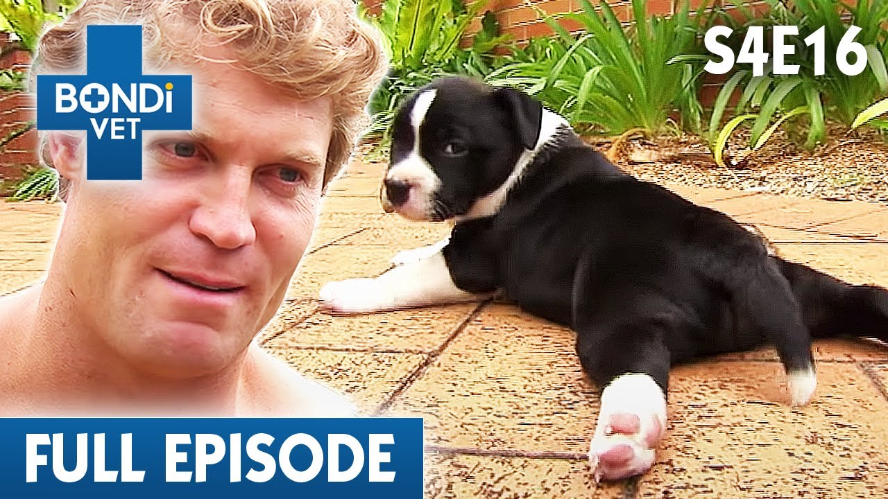 Puppy's Back Legs Don't Work 🐶 Bondi Vet Season 4 Ep16 Bondi Vet