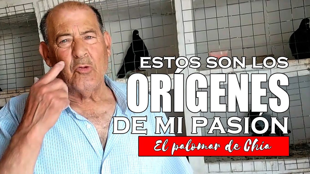 ❤️ Mi Vida Entre Palomos: Origen y Pasión, un Viaje Desde la Infancia Hasta Hoy 🕊️✨#colillanos