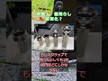 外国人 墓荒らし 常習化?