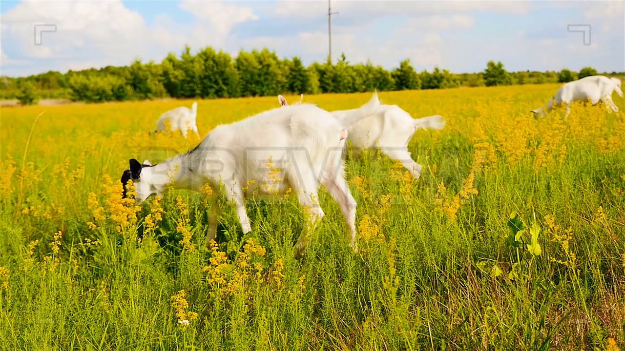 Goats Eat Grass Stock Video