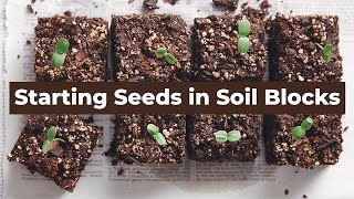 Starting Seeds in Soil Blocks