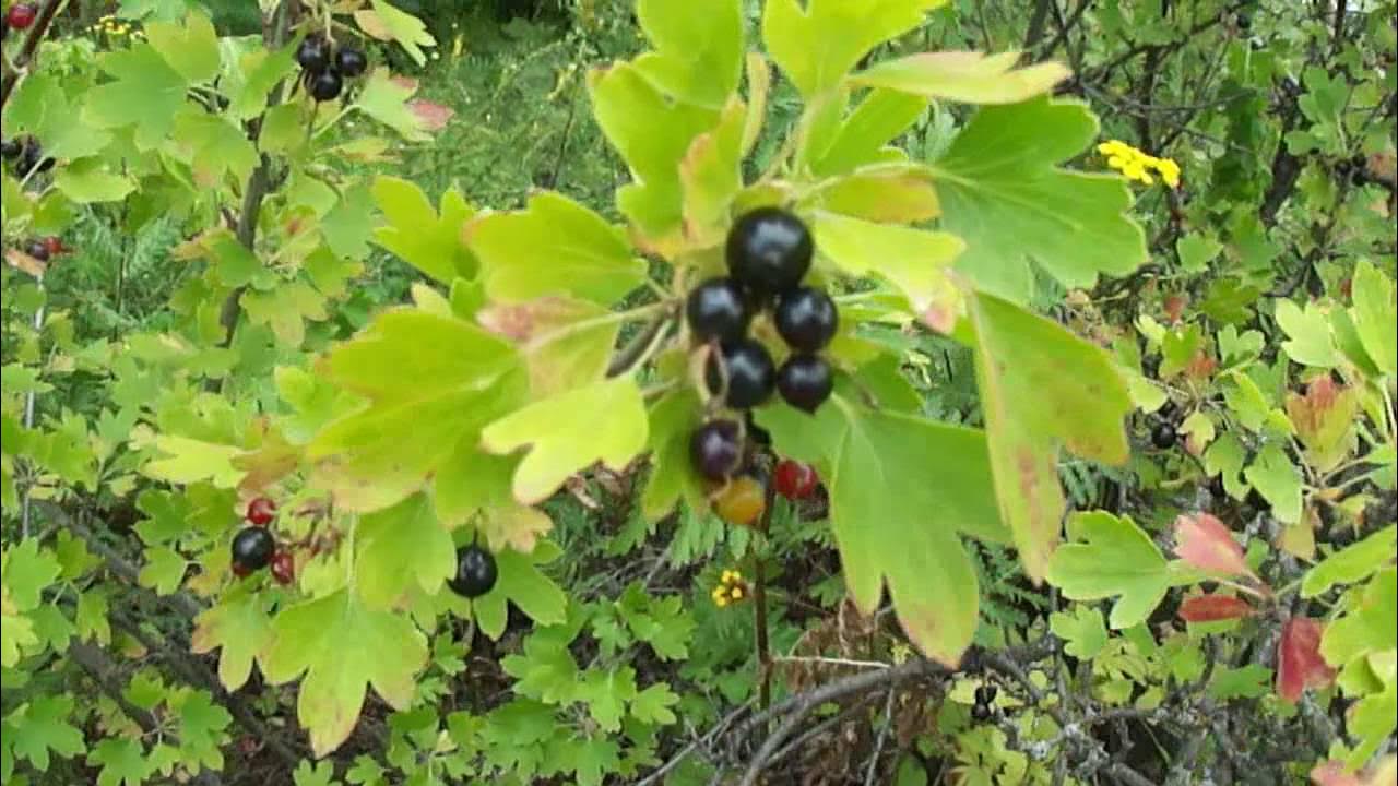 Дикая смородина фото кустарника Дикая смородина. Лесные зарисовки. - YouTube