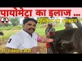 Pyometra in cow    complete treatment of pyometra  dr radheshyam saini