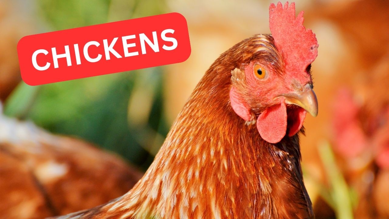 Free-Range Chickens All Day! 3/4/2026 #freerangechickenfarming!