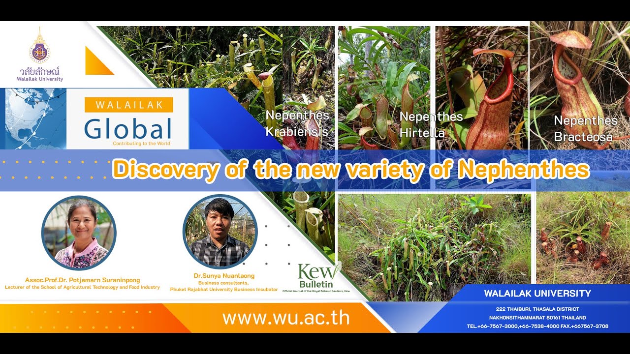 Walailak Global Contributing to The World: Walailak Discovery of the new variety of Nephenthes