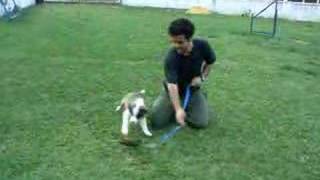 Max Aprendendo A Brincar.