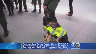 Colombian Gang Puts Bounty On Drug Sniffing Dog