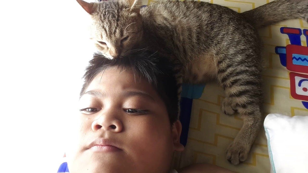 my cat is licking my hair YouTube