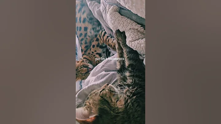 Watch the video about Sweet Serval Cat #cat #servalcats #serval #foryou #fypyoutube #fypage #fypviral #fyppppppppppppppppp