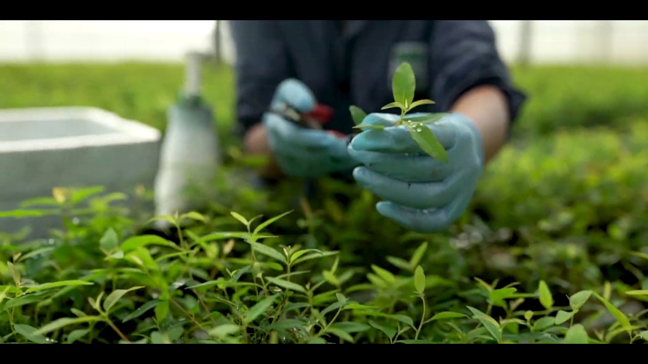 Nieuwe houtsoort Red Grandis, alleen maar winnaars!