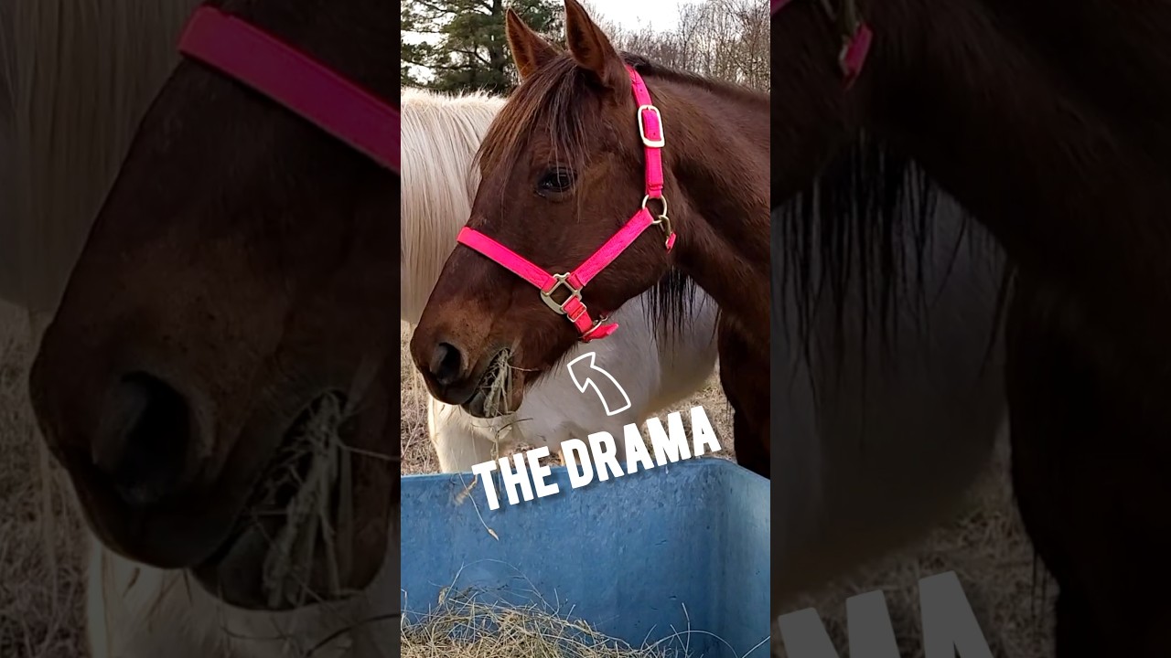 31 Year Old Mare Is In Heat?? Causing drama with the boys!